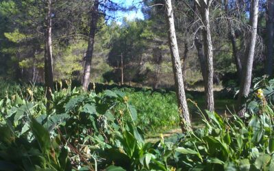 Depuradora Simbiótica del Camping La Puerta en Moratalla